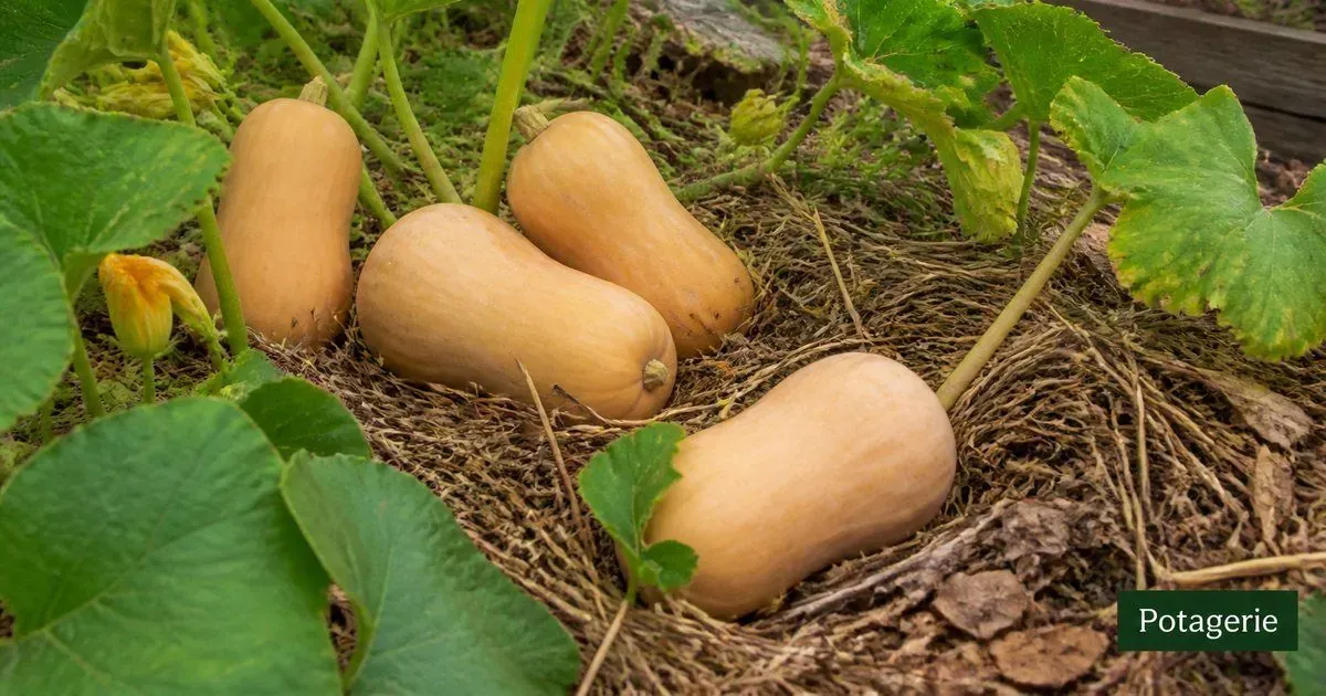 Butternut au potager : choisir graines, sol et paillage