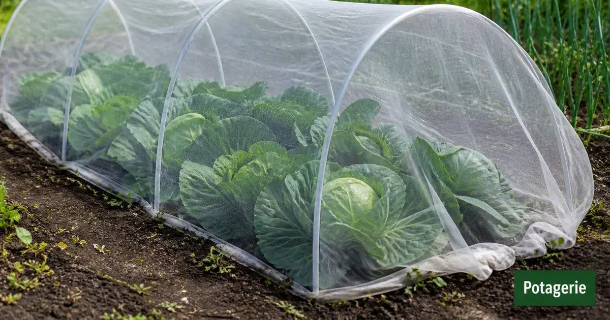 Filet anti insectes au potager : contre quoi il protège vraiment